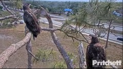 2023-03-29 22_59_36-(2) Southwest Florida Eagle Cam - Cam 1 - YouTube – Maxthon.jpg