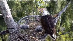 2023-03-29 23_49_48-Wildlife Rescue of Dade County Eagle Nest Cam - YouTube – Maxthon.jpg