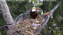 2023-03-29 23_50_05-Wildlife Rescue of Dade County Eagle Nest Cam - YouTube – Maxthon.jpg