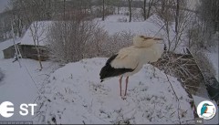 2023-03-30 09_23_32-Baltie stārķi (Ciconia ciconia) Tukuma novadā - LDF tiešraide __ White storks in.jpg