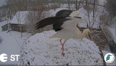 2023-03-30 09_24_10-Baltie stārķi (Ciconia ciconia) Tukuma novadā - LDF tiešraide __ White storks in.jpg