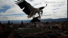 2023-03-30 22_15_05-Камера предава на живо от гнездо на щъркели в село Ярлово_ Camera from a stork's.jpg