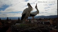 2023-03-30 22_15_12-Камера предава на живо от гнездо на щъркели в село Ярлово_ Camera from a stork's.jpg