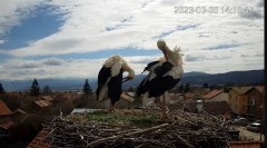 2023-03-30 22_15_33-Камера предава на живо от гнездо на щъркели в село Ярлово_ Camera from a stork's.jpg