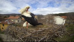 2023-03-30 22_19_27-Камера предава на живо от гнездо на щъркели в село Ярлово_ Camera from a stork's.jpg