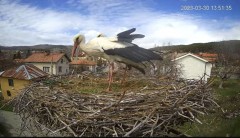 2023-03-30 22_19_43-Камера предава на живо от гнездо на щъркели в село Ярлово_ Camera from a stork's.jpg