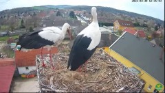 2023-03-30 22_21_33-(1) LIVE Nest Cam - White Storks (Ságvár, Hungary) - YouTube – Maxthon.jpg