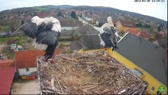 2023-03-30 22_22_15-(1) LIVE Nest Cam - White Storks (Ságvár, Hungary) - YouTube – Maxthon.jpg