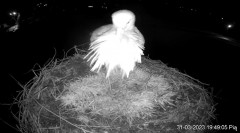 2023-03-31 20_32_22-Projekt Sąsiad Bocian - transmisja na żywo znad gniazda bociana białego w Woli Z.jpg