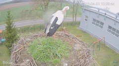 2023-04-01 20_15_08-#Bocian na żywo z #gniazdo pod Zambrowem #WhiteStork #nest #livecam w #zambrow #.jpg