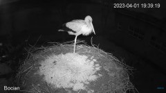 2023-04-01 20_15_32-#Bocian na żywo z #gniazdo pod Zambrowem #WhiteStork #nest #livecam w #zambrow #.jpg