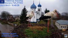 2023-04-01 20_19_15-Gniazdo Bocianie - Telewizja Sokółka [NA ŻYWO] _ IP Camera_ Stork's nest [LIVE] .jpg