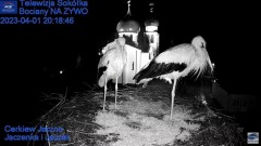 2023-04-01 20_18_58-Gniazdo Bocianie - Telewizja Sokółka [NA ŻYWO] _ IP Camera_ Stork's nest [LIVE] .jpg