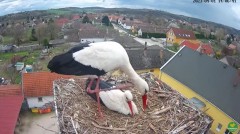2023-04-01 22_03_12-(2) LIVE Nest Cam - White Storks (Ságvár, Hungary) - YouTube – Maxthon.jpg