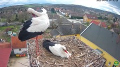 2023-04-01 22_03_27-(2) LIVE Nest Cam - White Storks (Ságvár, Hungary) - YouTube – Maxthon.jpg