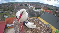 2023-04-01 22_03_43-(2) LIVE Nest Cam - White Storks (Ságvár, Hungary) - YouTube – Maxthon.jpg