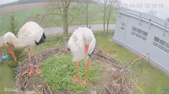 2023-04-02 18_11_04-(3) #Bocian na żywo z #gniazdo pod Zambrowem #WhiteStork #nest #livecam w #zambr.jpg