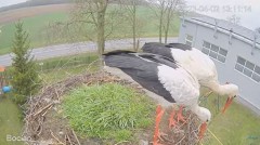 2023-04-02 18_11_25-(3) #Bocian na żywo z #gniazdo pod Zambrowem #WhiteStork #nest #livecam w #zambr.jpg