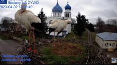 2023-04-02 18_18_51-(3) Gniazdo Bocianie - Telewizja Sokółka [NA ŻYWO] _ IP Camera_ Stork's nest [LI.jpg