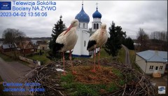 2023-04-02 18_19_08-(3) Gniazdo Bocianie - Telewizja Sokółka [NA ŻYWO] _ IP Camera_ Stork's nest [LI.jpg