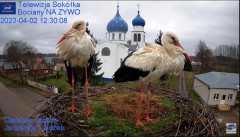 2023-04-02 18_19_50-(3) Gniazdo Bocianie - Telewizja Sokółka [NA ŻYWO] _ IP Camera_ Stork's nest [LI.jpg