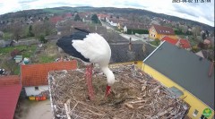 2023-04-02 20_12_10-LIVE Nest Cam - White Storks (Ságvár, Hungary) - YouTube – Maxthon.jpg