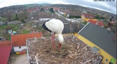 2023-04-02 20_12_26-LIVE Nest Cam - White Storks (Ságvár, Hungary) - YouTube – Maxthon.jpg