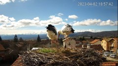 2023-04-02 20_31_57-(1) Камера предава на живо от гнездо на щъркели в село Ярлово_ Camera from a sto.jpg