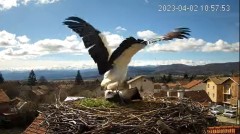 2023-04-02 20_32_09-(1) Камера предава на живо от гнездо на щъркели в село Ярлово_ Camera from a sto.jpg