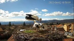 2023-04-02 20_32_16-(1) Камера предава на живо от гнездо на щъркели в село Ярлово_ Camera from a sto.jpg