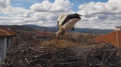 2023-04-02 20_39_05-Камера предава на живо от гнездо на щъркели в село Драгушиново_Camera from a sto.jpg