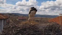 2023-04-02 20_39_28-Камера предава на живо от гнездо на щъркели в село Драгушиново_Camera from a sto.jpg