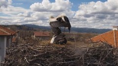 2023-04-02 20_39_36-Камера предава на живо от гнездо на щъркели в село Драгушиново_Camera from a sto.jpg