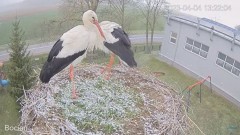 2023-04-04 16_44_43-#Bocian na żywo z #gniazdo pod Zambrowem #WhiteStork #nest #livecam w #zambrow #.jpg