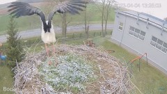 2023-04-04 16_46_53-#Bocian na żywo z #gniazdo pod Zambrowem #WhiteStork #nest #livecam w #zambrow #.jpg