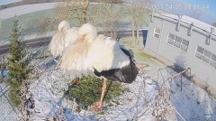 2023-04-05 19_56_38-#Bocian na żywo z #gniazdo pod Zambrowem #WhiteStork #nest #livecam w #zambrow #.jpg