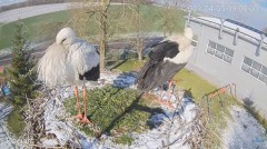 2023-04-05 19_56_59-#Bocian na żywo z #gniazdo pod Zambrowem #WhiteStork #nest #livecam w #zambrow #.jpg