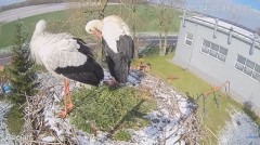 2023-04-05 19_57_10-#Bocian na żywo z #gniazdo pod Zambrowem #WhiteStork #nest #livecam w #zambrow #.jpg