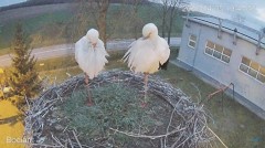 2023-04-05 19_58_00-#Bocian na żywo z #gniazdo pod Zambrowem #WhiteStork #nest #livecam w #zambrow #.jpg