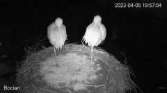 2023-04-05 19_58_07-#Bocian na żywo z #gniazdo pod Zambrowem #WhiteStork #nest #livecam w #zambrow #.jpg
