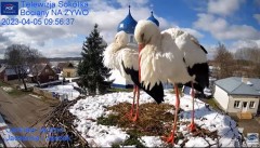2023-04-05 21_41_19-(1) Gniazdo Bocianie - Telewizja Sokółka [NA ŻYWO] _ IP Camera_ Stork's nest [LI.jpg