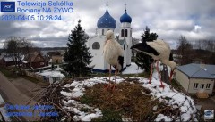 2023-04-05 21_41_45-(1) Gniazdo Bocianie - Telewizja Sokółka [NA ŻYWO] _ IP Camera_ Stork's nest [LI.jpg