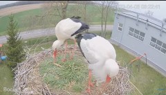 2023-04-06 10_02_50-#Bocian na żywo z #gniazdo pod Zambrowem #WhiteStork #nest #livecam w #zambrow #.jpg