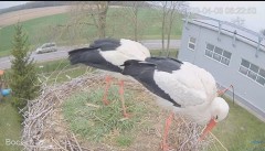 2023-04-06 10_02_59-#Bocian na żywo z #gniazdo pod Zambrowem #WhiteStork #nest #livecam w #zambrow #.jpg