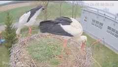 2023-04-06 10_03_14-#Bocian na żywo z #gniazdo pod Zambrowem #WhiteStork #nest #livecam w #zambrow #.jpg