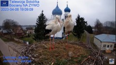 2023-04-06 19_47_06-Gniazdo Bocianie - Telewizja Sokółka [NA ŻYWO] _ IP Camera_ Stork's nest [LIVE] .jpg