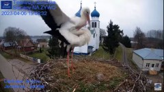 2023-04-06 19_47_29-Gniazdo Bocianie - Telewizja Sokółka [NA ŻYWO] _ IP Camera_ Stork's nest [LIVE] .jpg