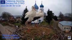 2023-04-06 19_46_42-Gniazdo Bocianie - Telewizja Sokółka [NA ŻYWO] _ IP Camera_ Stork's nest [LIVE] .jpg