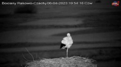 2023-04-06 19_55_07-Bocian LIVE E.1 - Polskie Towarzystwo Ochrony Ptaków – Maxthon.jpg