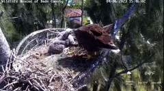 2023-04-06 22_37_42-Wildlife Rescue of Dade County Eagle Nest Cam - YouTube – Maxthon.jpg